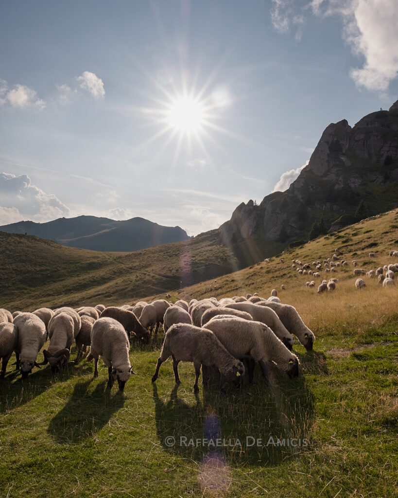 sheep graze the slopes of Ciucas mountains