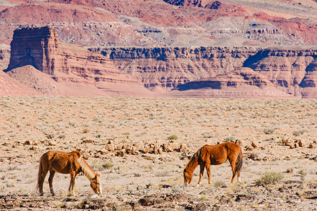 horses graze in front of vermillion cliffs national monument