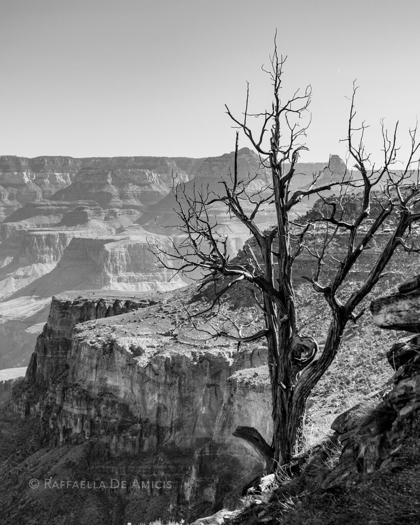 black and white tree over grand canyon