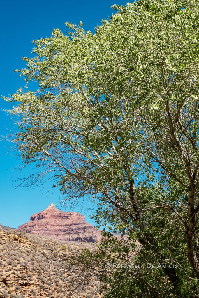 large tree in lower grand canyon
