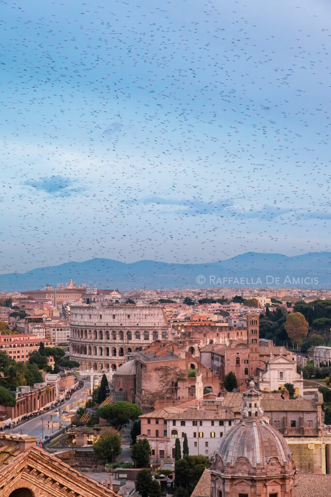 learning to improve your travel photography means capturing challenging images like this one at dusk of starlings over the colosseum in Rome, Italy