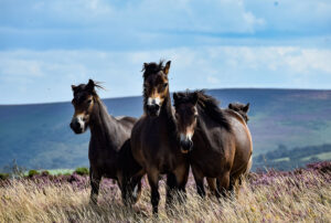 Ride a Scottish pony in Pentland Hills over Edinburgh - stout and sweet Exmoor ponies run wild
