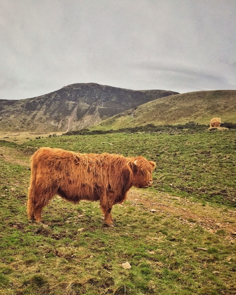 Scottish coos graze in the Pentland Hills outside Edinburgh, Scotland